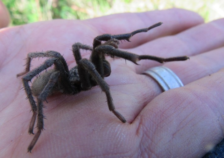 False Tarantula